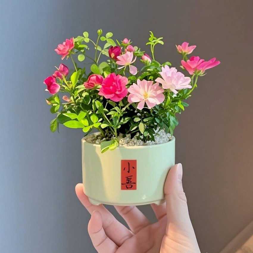 姬月季迷你月季日本进口繁花开花机器世界上小的月季姬乙女 玫瑰