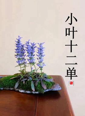 一朵家进口小叶姬十二单盆栽盆景室内绿植花卉好养阳台紫色耐阴