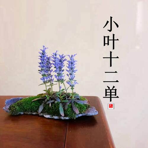 进口小叶姬十二单盆栽紫色好养
