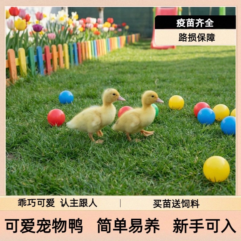 可爱宠物鸭活体幼崽疫苗齐全路损保障简单易养新手可入,宠物/宠物食品及用品,宠物鸭,淘宝优惠券,粉丝福利购,淘宝优惠卷