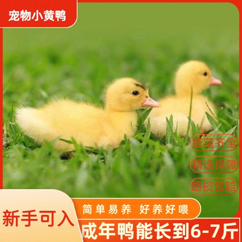 宠物小黄鸭活苗幼崽新手可入简单易养好养好喂路损包赔#包邮,宠物/宠物食品及用品,宠物鸭,淘宝优惠券,粉丝福利购,淘宝优惠卷