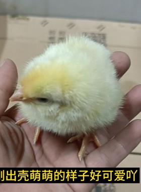 网红宠物活体三黄鸡幼崽健康好养