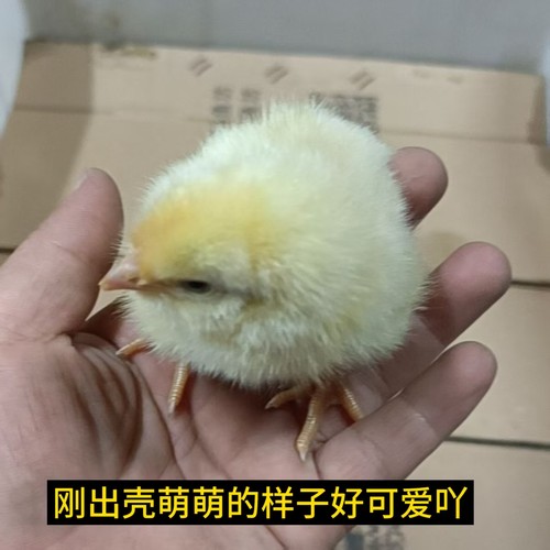 网红宠物活体三黄鸡幼崽健康好养