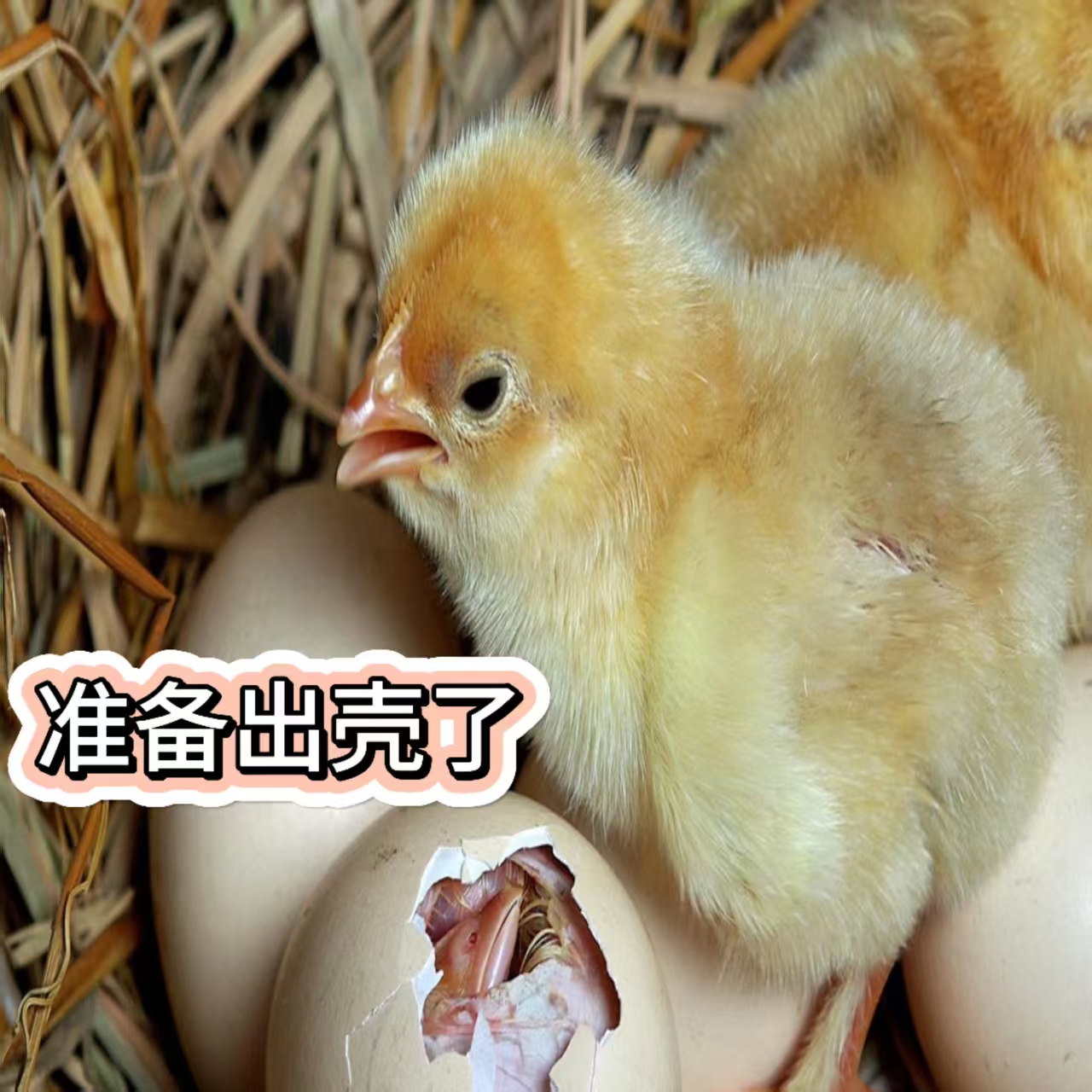 网红宠物脱壳小黄鸡活体可爱黏人
