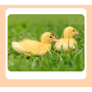 可爱小黄鸭宠物鸭幼崽疫苗齐全路损保障新手易养成年可达6-7斤