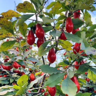 金弹子老鸦柿盆景嫁接品种母桩包邮