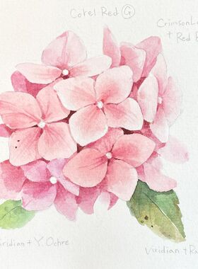 m512小清新花卉水彩画绘画图片临摹素材电子版图集花朵插画素材图