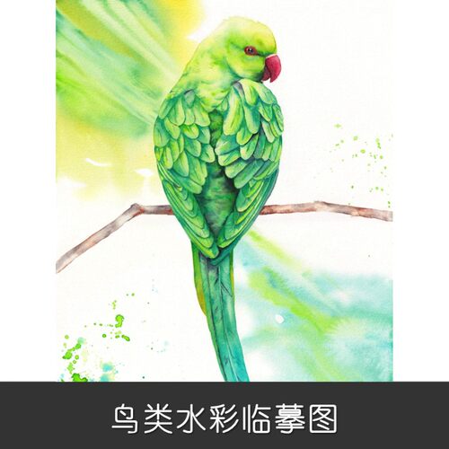 B141手绘鸟类水彩设计素材鹦鹉插画艺术绿鸟精美临摹艺术绘画素材