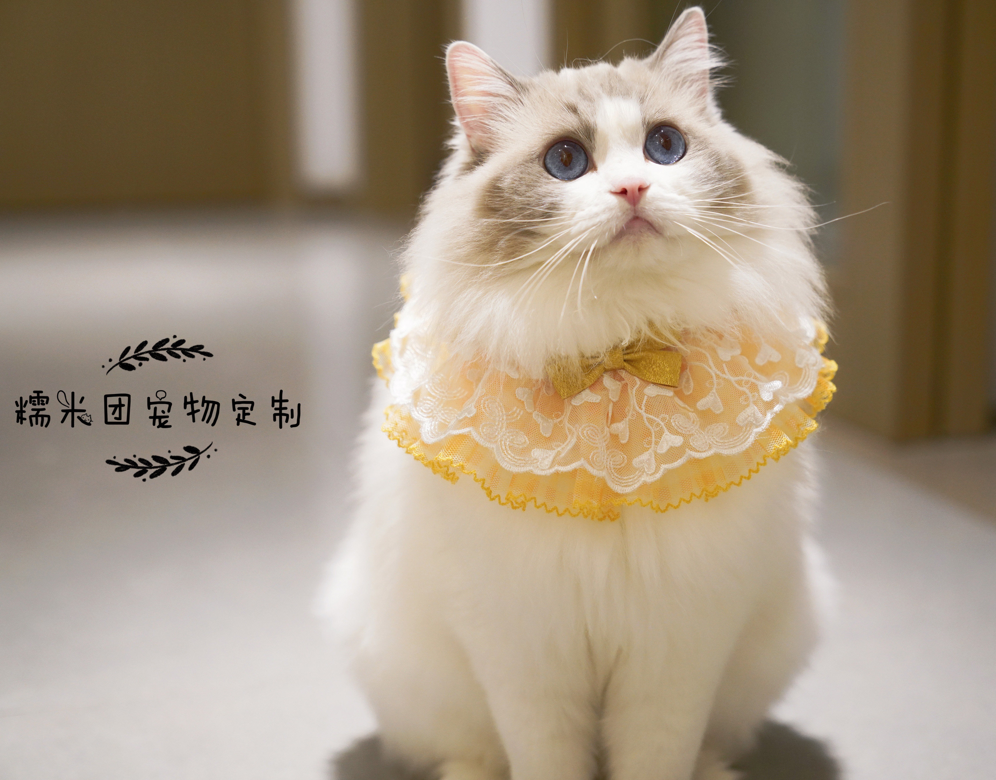 新款猫咪围脖口水巾布偶猫领结泰迪柯基宠物狗蕾丝项圈蝴蝶结饰品