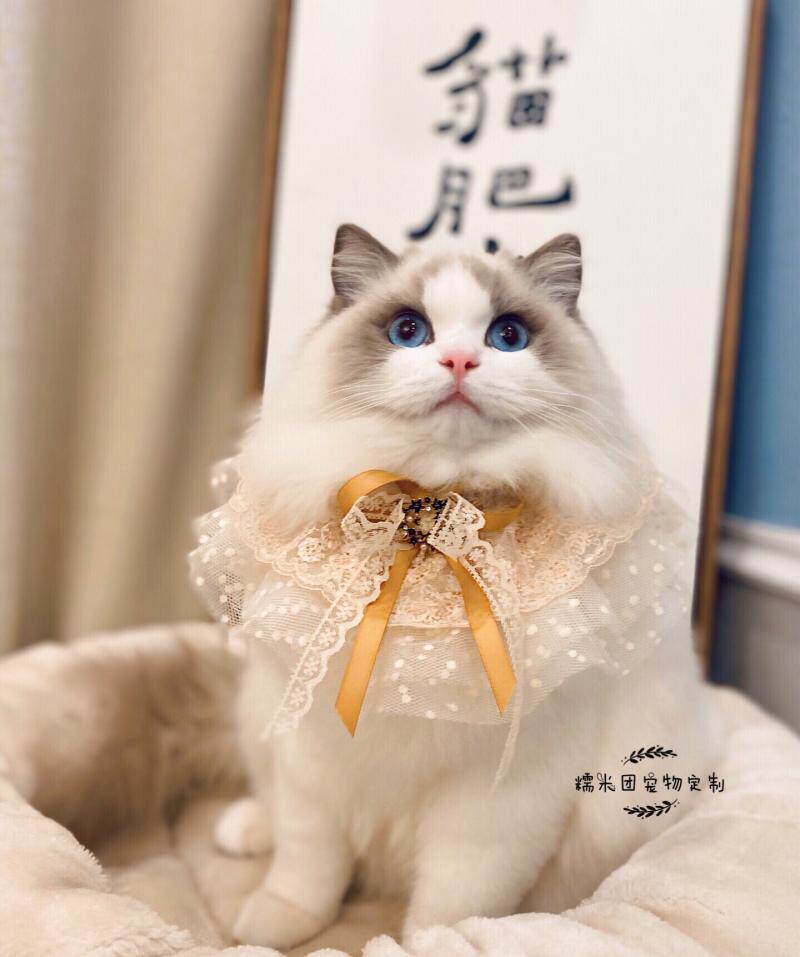 包邮新品超奢华宠物围脖布偶猫咪项圈装饰多层蕾丝口水巾狗狗领结