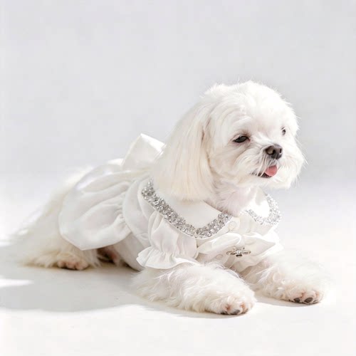 小狗狗衣服柯基泰迪比熊博美结婚纱裙中小型犬公主裙宠物猫礼服夏
