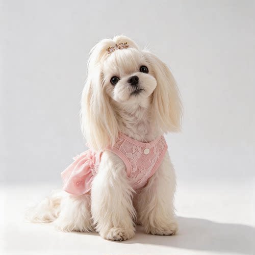 小型犬比熊博美牵引公主裙夏季