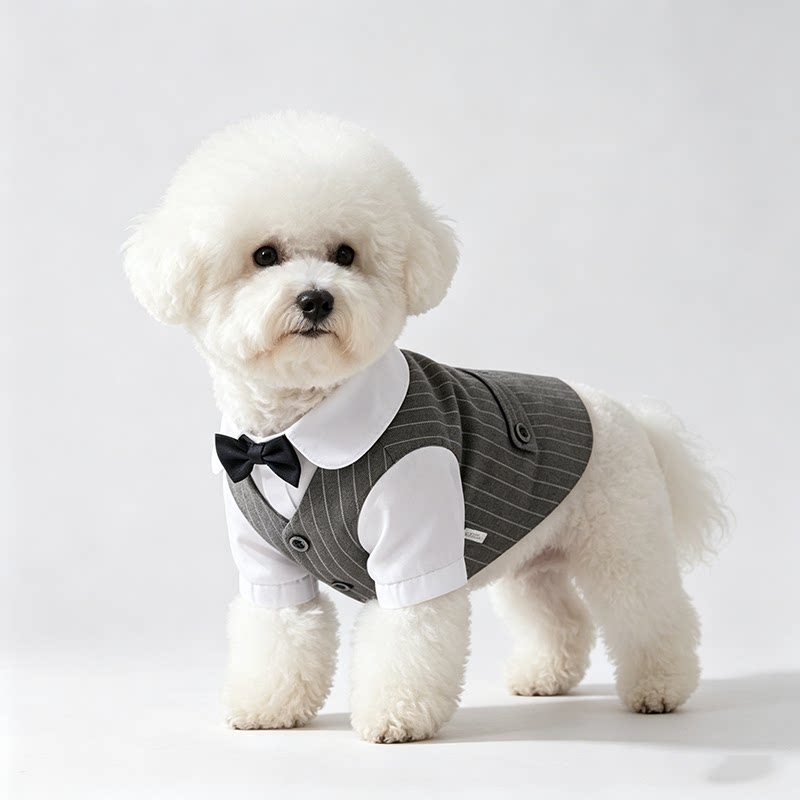 狗狗西装礼服春夏季薄款泰迪比熊小型犬宠物结婚衣服猫咪生日西服