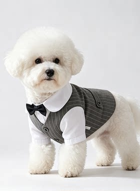 小型犬泰迪比熊猫咪结婚西装礼服