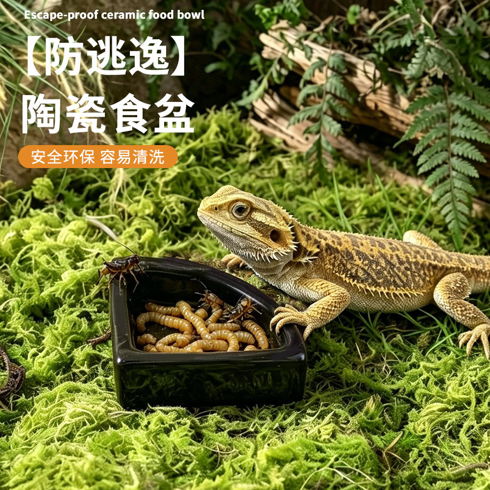 爬虫防逃逸食盆防逃脱守宫鬃狮仓鼠饲养面包虫碗小爬宠水盆陶瓷碗