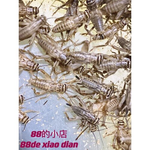 白蟋蟀蛐蛐针头油葫芦活体宠物树蛙蜘蛛蝎子蚂蚁食物鸟鱼活虫饲料