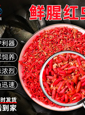 包邮鲜活肉蛆红色蛆虫溪流石斑鱼野钓白条马口蛆牙子水库鲫鱼饵料