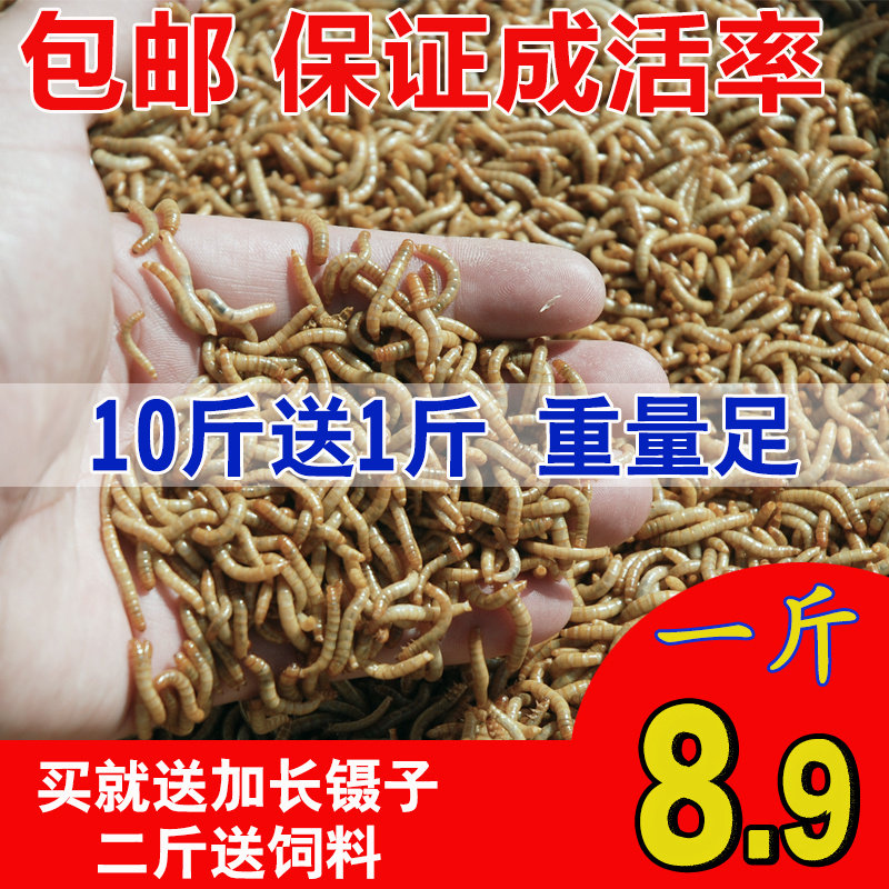 面包虫活体 黄粉虫活虫 鹦鹉鱼 金龙鱼 乌龟 画眉鸟石蛙饲料包邮