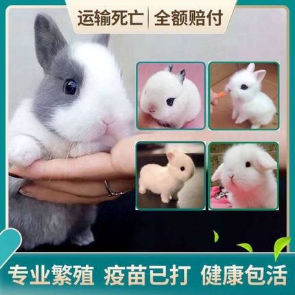 侏儒兔子活物凤眼海棠小型茶杯兔兔