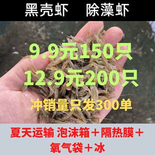 黑壳虾水草除藻虾观赏虾清洁虾活体虾宠物虾秀丽白虾包邮无包装费