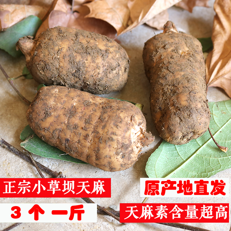 新鲜天麻正宗云南昭通小草坝天麻仿野生天麻特级原产地现挖礼盒装