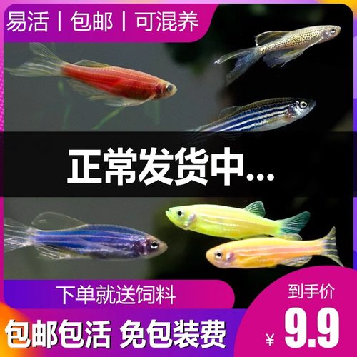 斑马鱼小型活鱼热带观赏鱼鱼苗孔雀鱼灯科红绿灯鱼好养耐活淡水鱼