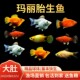 胎生鱼玛丽鱼皮球鱼好养耐活观赏鱼小型热带活体鱼易繁殖包活 包邮