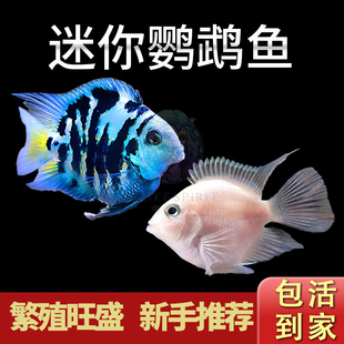 迷你鹦鹉鱼活体淡水热带观赏鱼鱼苗三湖慈鲷宝蓝白金繁殖种鱼混养