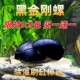 黑金刚螺观赏螺草缸除藻清洁鱼刷缸神器强效除藻工具活体 包邮