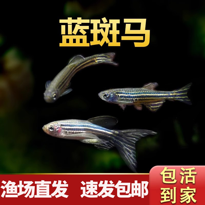 红蓝斑马鱼小型金鱼苗观赏鱼蝶翼精品孔雀红绿灯科活体热带观赏鱼