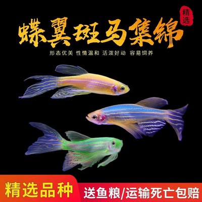 蝶翼斑马鱼长尾长鳍冷水鱼观赏鱼荧光冷水鱼小型热带鱼活体鱼包邮