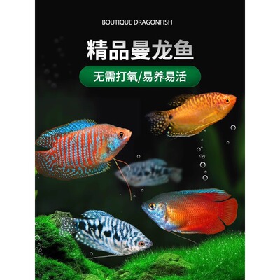 曼龙鱼热带观赏鱼黄曼龙蓝曼龙五彩血丽丽珍珠马甲球活小型淡水鱼