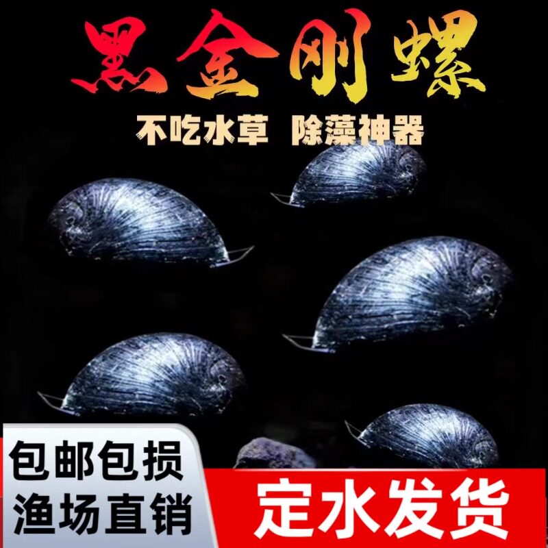 黑金刚螺观赏螺苹果螺彩蛋神秘黄金斑马洋葱清洁除藻工具螺活体螺图片