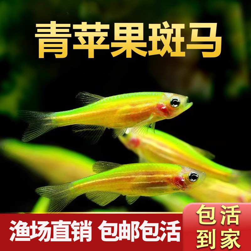 青苹果斑马鱼荧光班马鱼小型鱼观赏鱼红蓝黄紫糖果新手斑马鱼活体