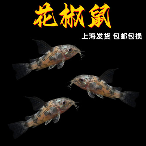 花椒老鼠鱼金苔鼠琵琶白鼠咖啡熊猫珍珠豹纹鼠底栖除藻清洁工具鱼