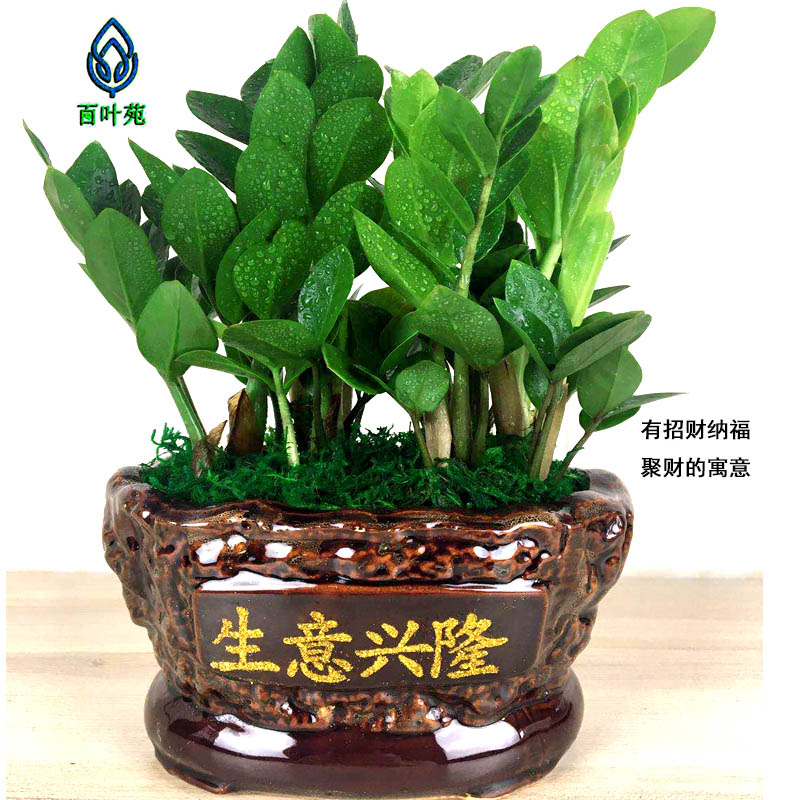 金钱树盆栽植物室内花卉绿植摇钱树盆景大客厅招财四季发财树好养