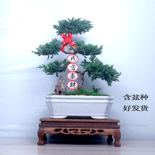 五层塔松盆栽造型盆景松鹤延年植物办公室桌面绿植乔迁新居送礼物