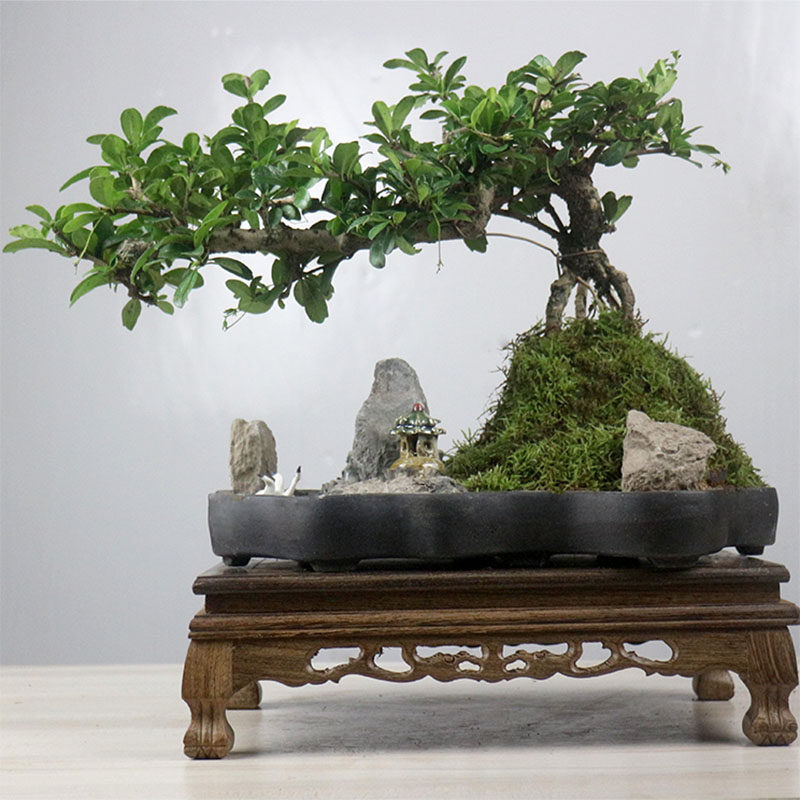小叶福建茶盆栽山水假山盆景造型老桩绿植室内客厅办公室茶室植物,鲜花速递/花卉仿真/绿植园艺,造型盆景,淘宝优惠券,粉丝福利购,淘宝优惠卷