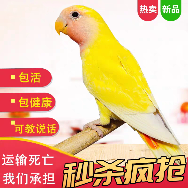 手养亲人会说话黄绿桃金顶银顶紫罗兰小鸟活体活物宠物鸟牡丹鹦鹉