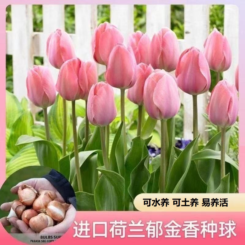 【9-2月种植期】进口郁金香种球 爆满开花水培土培阳台花盆种植xp