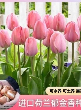 【9-2月种植期】进口郁金香种球 爆满开花水培土培阳台花盆种植xp