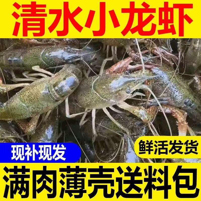 【中青5斤】清水虾小龙虾鲜活新鲜活虾批发大虾满肉青龙满肉