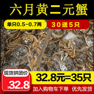 现货大闸蟹六月黄二元小蟹35只香辣蟹毛蟹全公母河蟹小螃蟹2元蟹