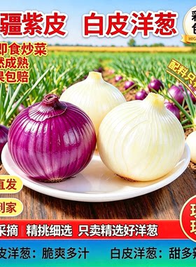 新疆洋葱皮牙子紫皮白皮双拼现挖