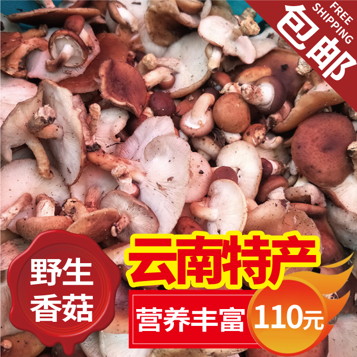 云南德宏纯绿色香菇美味香信特产山珍食材菌类干货250g包邮