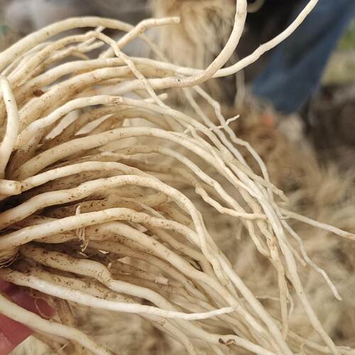 现挖现发云南新鲜撇菜根牛皮菜根石韭菜根苤菜根可腌着吃