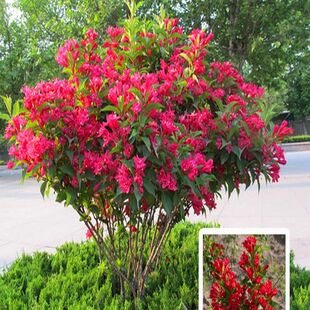 红王子锦带树苗红瑞木绿化工程别墅绿篱花苗庭院花卉绿植红瑞木苗