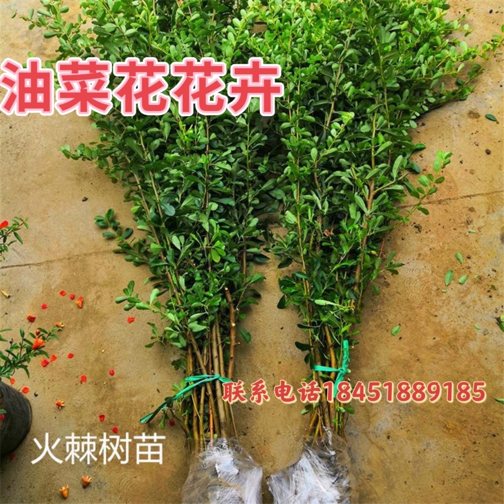 庭院花卉围墙绿篱防盗火棘树苗带刺植物红黄刺玫贴梗海棠红叶小檗