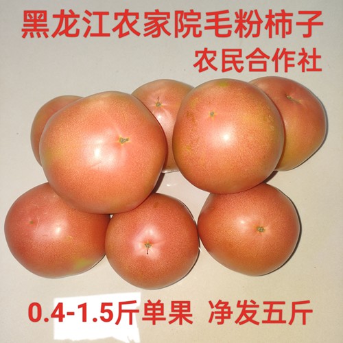 5斤黑龙江毛粉西红柿番茄东北农家院黑土地柿子自然成熟现摘现发