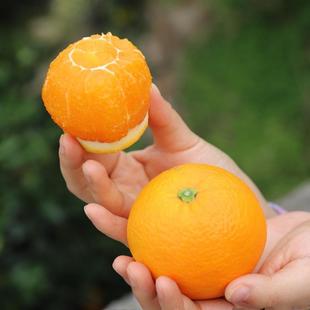 12月上新 秭归峡江橙·九月红果冻橙 宝宝辅食鲜橙  爆汁橙